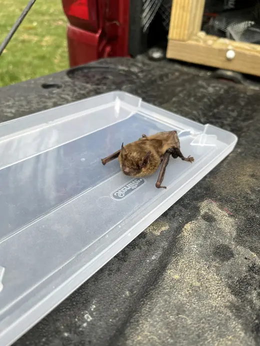 Bat captured in a clear container