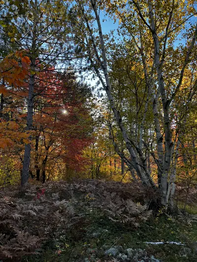 Autumn trees in Central Ohio