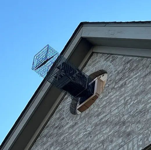 Live trap set at a roof gable vent