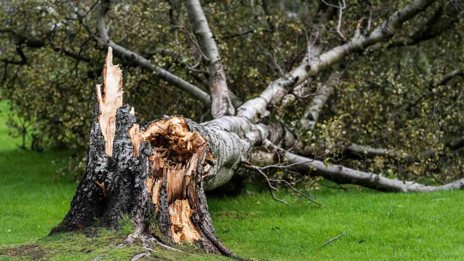 Tree snapped at the trunk after a storm in a Nashville yard