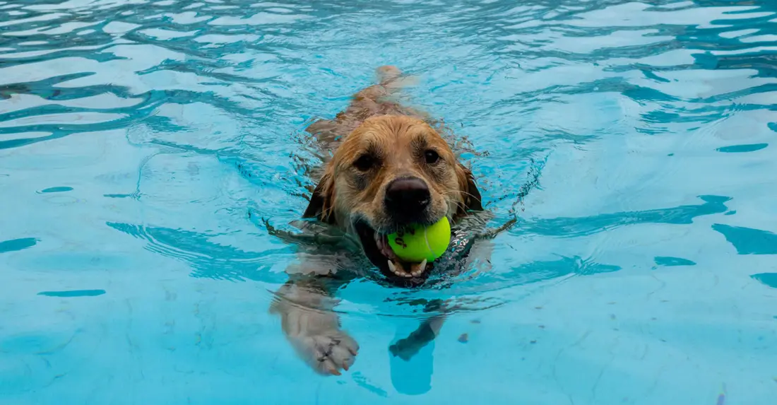Dog swimming in a fiberglass pool