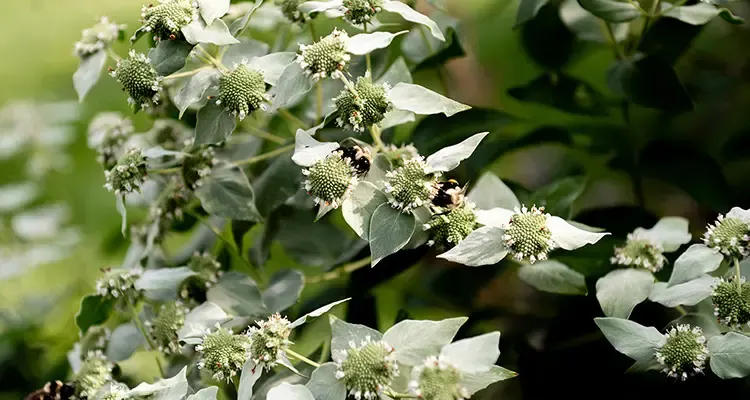 Mountain mint in bloom