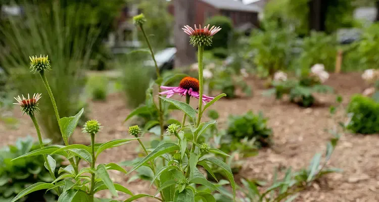 Purple coneflower blooming in a garden bed