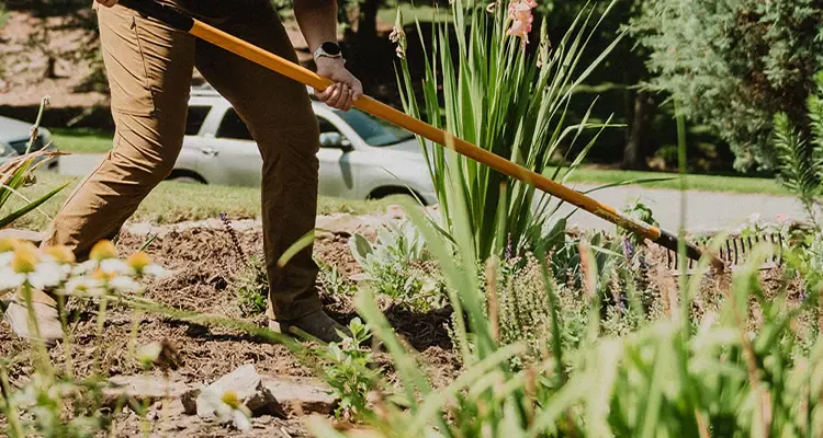 Gardener raking a planting bed