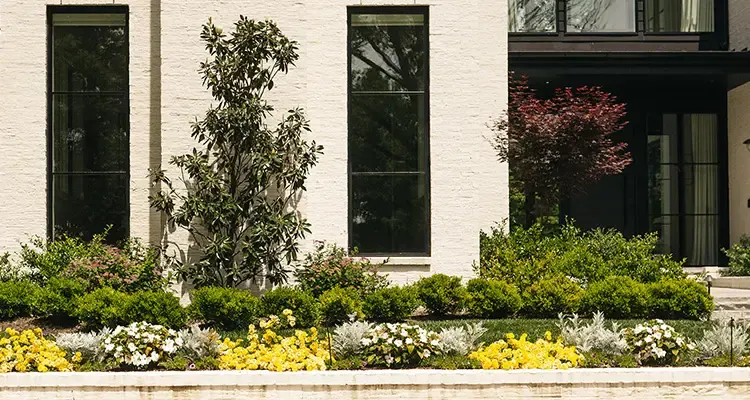 Clipped shrubs and seasonal flowers in front of a modern home