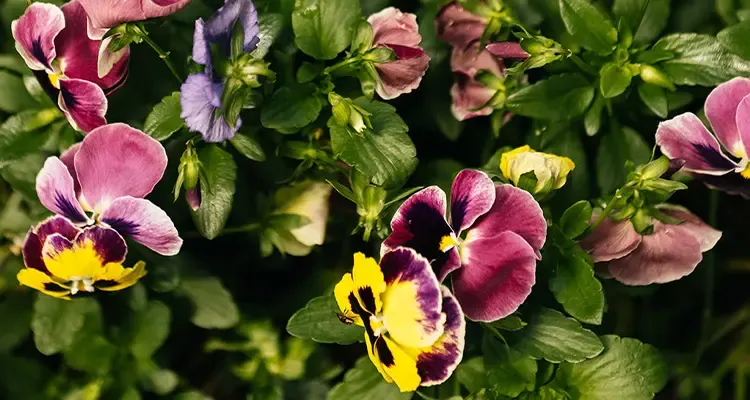 Pansies in bloom