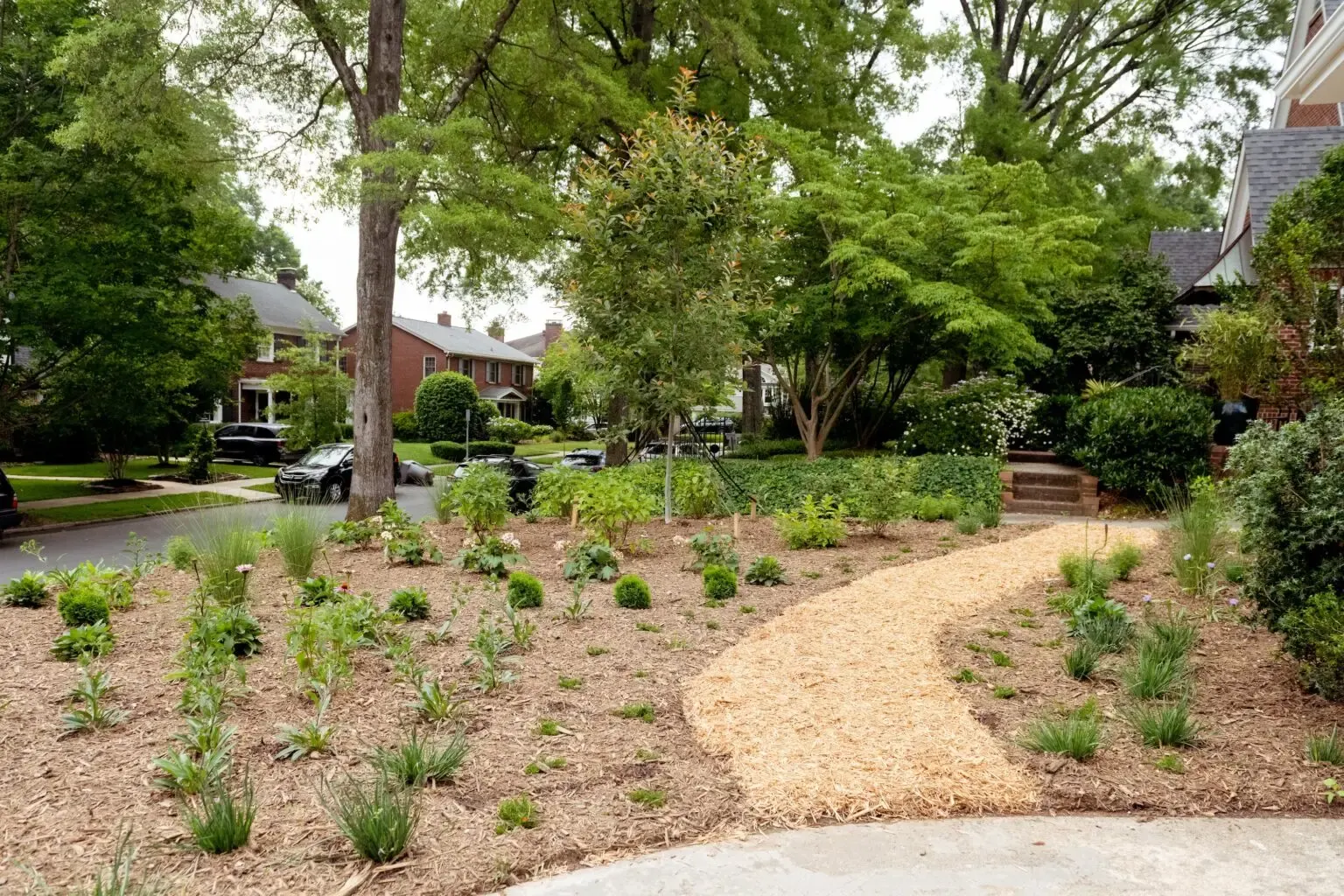Newly planted bed with a mulch path along a tree-lined street